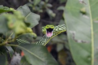 <i>Ahaetulla isabellina</i> Species of snake