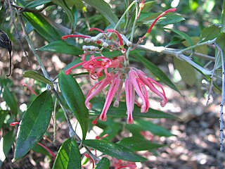 <i>Grevillea parvula</i> Species of shrub in the family Proteaceae endemic to Victoria and New South Wales,Australia