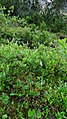 Gymnadenia odoratissima Germany - Kreuzeck