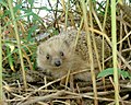 Hedgehog in grass