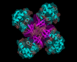 Structure of E. coli helicase RuvA (note that the heilcase core in RuvAB complex is RuvB and not RuvA and that RuvA alone do not show helicase activity) Helicase.png