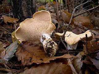 <span class="mw-page-title-main">Hydnoid fungi</span> Group of fungi