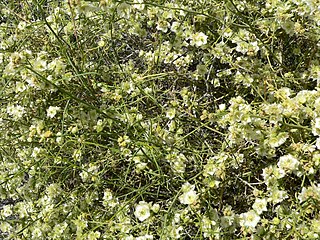 <i>Ambrosia salsola</i> Species of flowering plant