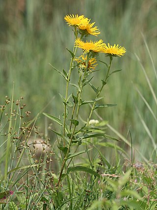 <i>Pentanema britannica</i> Species of flowering plant