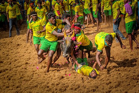 Jallikattu festival שצולם על ידי Sundaram Perumal