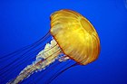 Pazifische Kompassqualle (Chrysaora fuscescens), eine Vertreterin der Nesseltiere (Cnidaria)