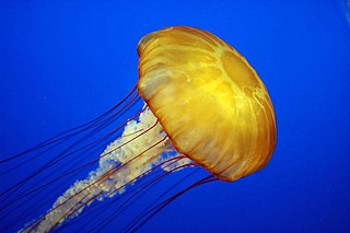 <span class="mw-page-title-main">Jellyfish</span> Soft-bodied, aquatic invertebrates