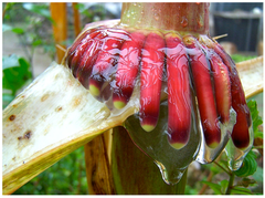 Aerial roots of a maize landrace grown in nitrogen-depleted soils in the Sierra Mixe, known for extensive aerial roots with a bacterial gel supplying 29-82% of the plant's nitrogen supply Journal.pbio.2006352.g002 cropped.png