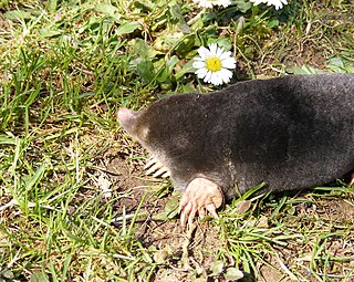 <span class="mw-page-title-main">Mole (animal)</span> Small subterranean mammal