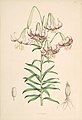 Lilium polyphyllum