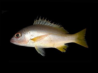 <i>Lutjanus madras</i> Species of fish