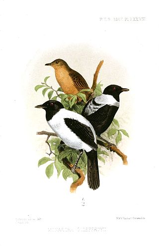 <span class="mw-page-title-main">Yap monarch</span> Species of bird