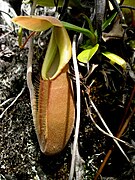 Nepenthes bongso