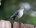 * Nomination Northern Mockingbird (Mimus polyglottos). --Calibas 04:07, 12 November 2007 (UTC) * Promotion Soft at full size. Maybe 1/80s at 300mm x 1.6 ? --LucaG 21:15, 12 November 2007 (UTC) --I think the focus is OK, but it seems to have a bluish tint so perhaps the color balance should be adjusted a bit. Dori - Talk 20:54, 14 November 2007 (UTC)  Done Calibas 01:32, 15 November 2007 (UTC) --I think it's good enough, but did you touch up the image? Looking at the back of the bird and the beak. Dori - Talk 02:48, 15 November 2007 (UTC)