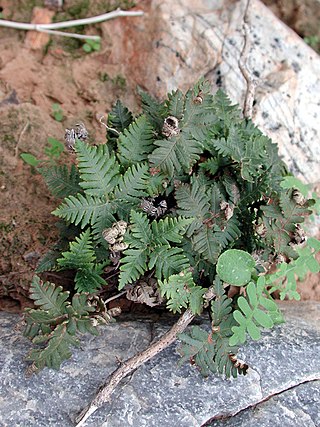 <i>Notholaena</i> Genus of ferns