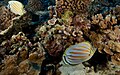 Pareja de Chaetodon ornatissimus en Molokini, Ḥawai