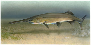 <span class="mw-page-title-main">Paddlefish</span> Family of fishes related to sturgeons