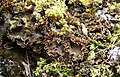 Peltigera hymenina