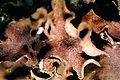 Peltigera rufescens