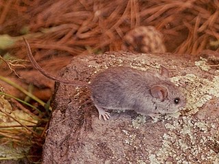 <span class="mw-page-title-main">Black-eared mouse</span> Species of rodent