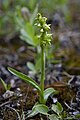 Platanthera hyperborea