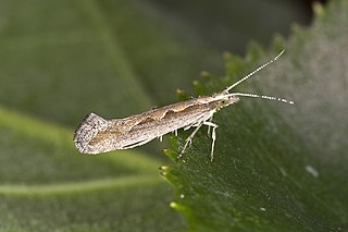 <span class="mw-page-title-main">Diamondback moth</span> Species of moth