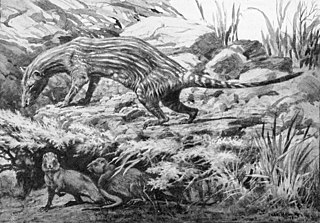 <i>Prothylacinus</i> Extinct marsupial-like mammal