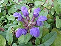 Prunella grandiflora