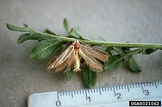 <i>Pterolonche</i> Genus of moth