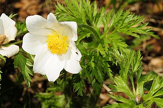 <i>Pulsatilla alpina</i> Species of flowering plant