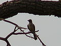 Graubülbül Common Bulbul