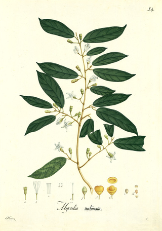 <i>Quararibea turbinata</i> Species of tree