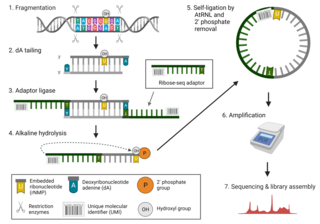 Ribose-seq Genetic mapping technique