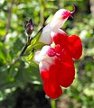 Salvia microphylla 'Hot Lips'