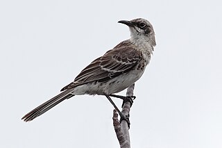 <span class="mw-page-title-main">San Cristóbal mockingbird</span> Species of bird