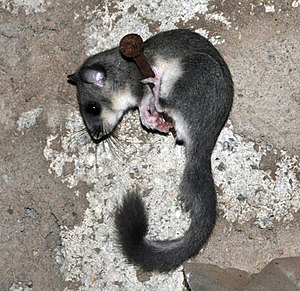 Gliro (Glis glis)