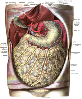 Greater omentum The fat sheath under abdominal wall