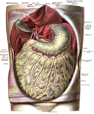 <span class="mw-page-title-main">Greater omentum</span> Fat sheath under abdominal wall