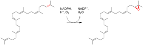 Squalene epoxide biosynthesis.png