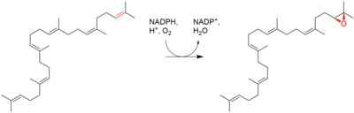 Squalene epoxide biosynthesis.png