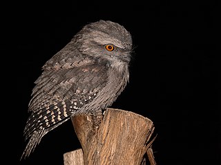 <span class="mw-page-title-main">Frogmouth</span> Family of birds