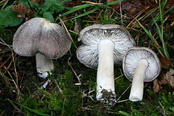 Raibasis baltikas (Tricholoma terreum)