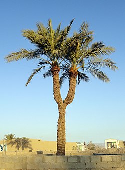 A twin palm tree in Chahvarz
