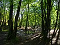 Brocéliande (Forêt de Paimpont)