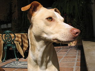 <span class="mw-page-title-main">Pampas Deerhound</span> Dog breed