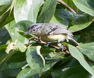 <span class="mw-page-title-main">Yellow-breasted antwren</span> Species of bird