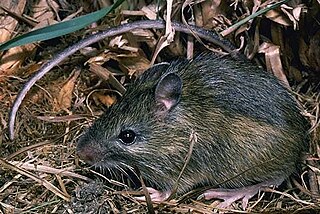 <span class="mw-page-title-main">Western jumping mouse</span> Species of rodent