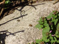 Zwei Insekten, eine Fliegenart und ein anderes Insekt, das die Blüten der am Rand abgebildeten Pflanze bestäubt hat. Foto aufgenommen in Wieck a. d. Darß, Mitte April 2011 im Sonnenschein.