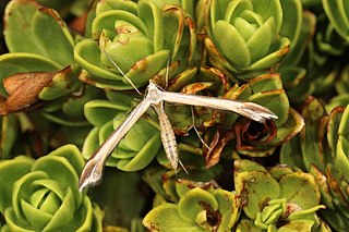 <i>Amblyptilia epotis</i> Species of plume moth, endemic to New Zealand