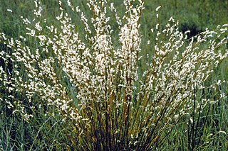 <i>Schizachyrium scoparium</i> Species of grass